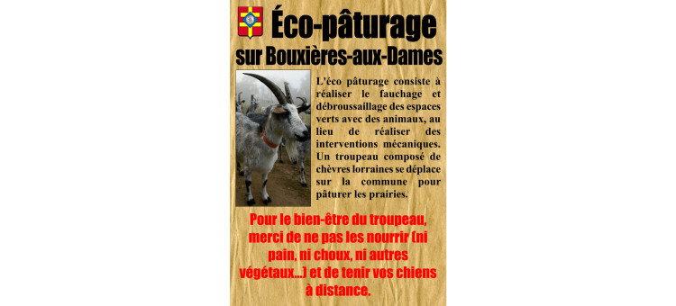 Éco-pâturage sur la commune
