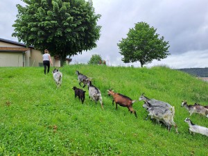photo chèvre