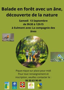 Balade en forêt avec un âne-4